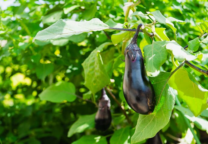 サービスの写真