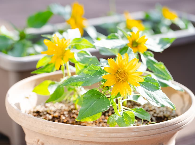 トレーニングデイケアの活動の様子