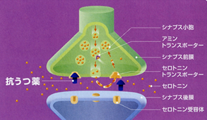 抗うつ薬の作用